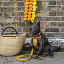 Harnais pour chien Fireworks