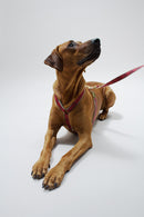 Laisse Out of my box (4 couleurs) - Hariet et Rosie