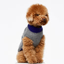 Caniche marron portant un pull pour chien gris et bleu