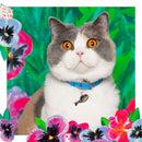Chat gris et blanc portant un collier bleu