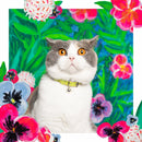 Chat gris et blanc portant un collier vert pomme