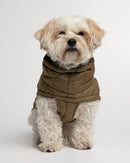 Bichon maltais de face portant une doudoune pour chien kaki