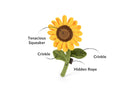 Peluche tournesol