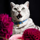 Collier pour chat en cuir Royal Caviar