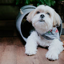 Bichon maltais dans un tunnel en feutre gris