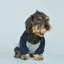 Sweat pour chien Blinky