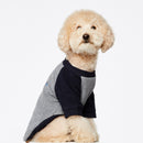 Sweat pour chien Blinky