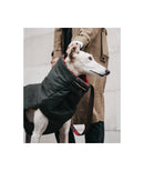 Lévrier whippet blanc portant un manteau noir et écossais