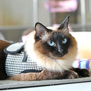 Harnais GARBO B pour chat