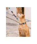 Collier pour chien Ebre