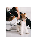 Collier pour chien Espelt