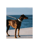 Collier pour chien Perelada