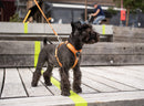 Harnais pour chien Comfort Walk Air Dog Copenhagen