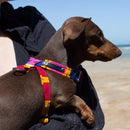 Harnais pour chien Dakar