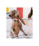 Collier pour chien Morisca