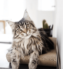 griffoir Tobi - Hariet et Rosie