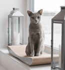 Griffoir en carton pour chat design TOBI