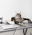 griffoir Tobi - Hariet et Rosie