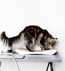 griffoir Tobi - Hariet et Rosie