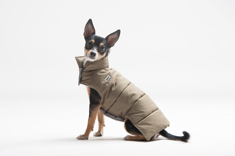 Spitz portant un manteau pour chien marron de profil