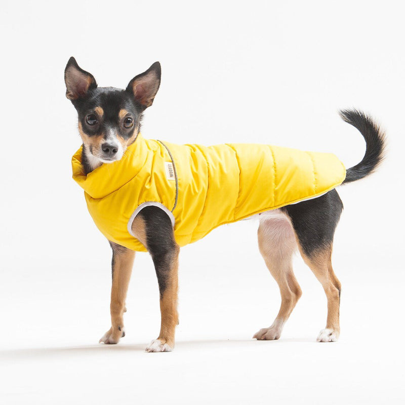 Petit chien portant un manteau jaune