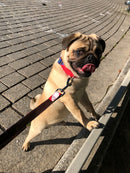 Collier pour chien Beleser classique et martingale