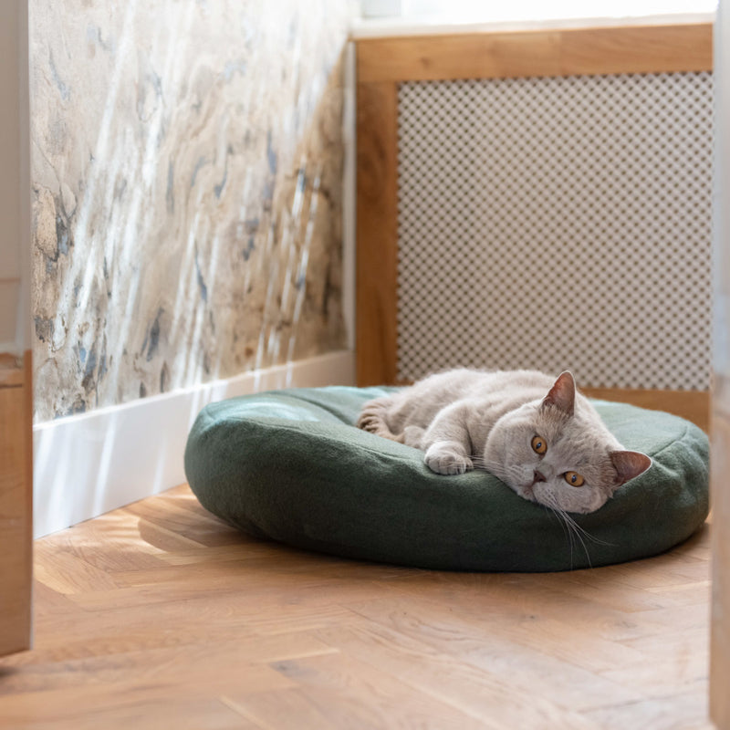Chat gris sur un lit rond dans un intérieur élégant