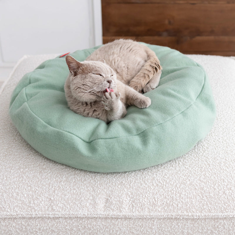 Chat ris sur un lit rond céladon