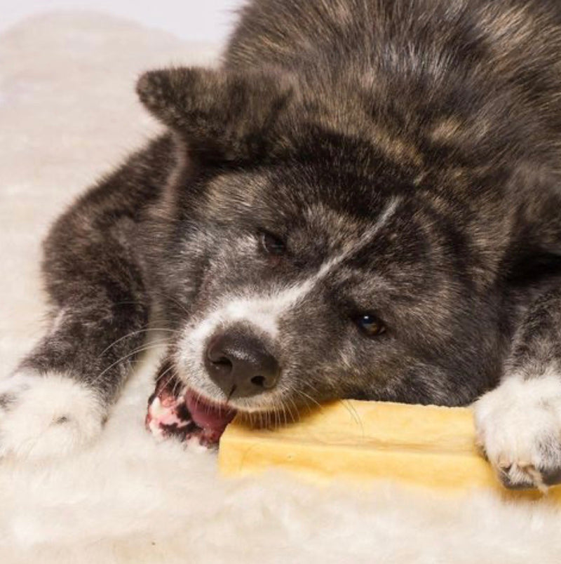 akita inu mangeant du fromage pour chien