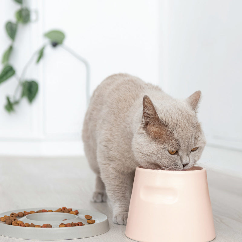 Gamelle pour chat surélevée en porcelaine