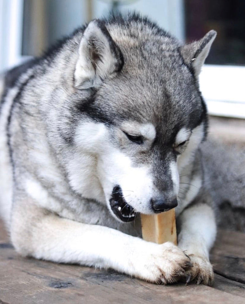 husky mangeant un batônnet de fromage pour chien