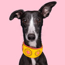 Collier pour lévrier en cuir Dwam