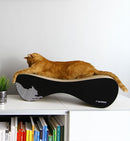 Chat roux sur un griffoir en carton noir