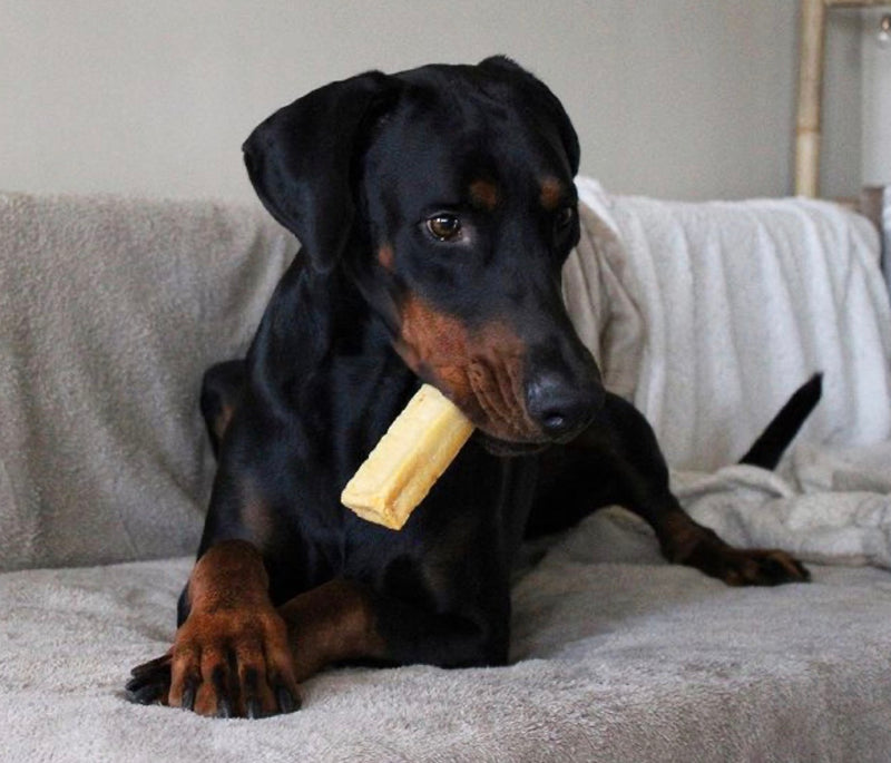 chien noir et feu mangeant une friandise au fromage pour chien