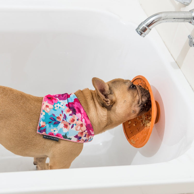 Bol de léchage pour chien LickiMat® Splash™