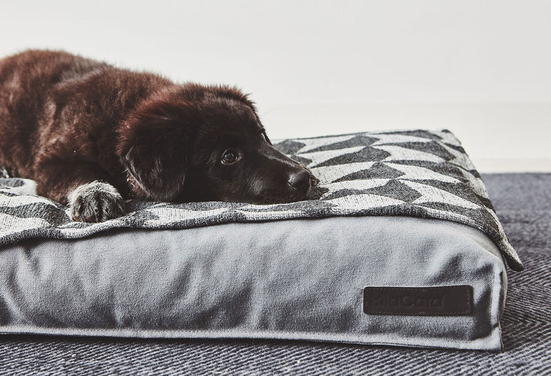 Chiot labrador noir sur un coussin gris équipé d'une couverture