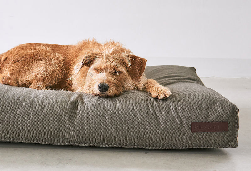 Canapé confortable pour chien • Boutique orthopédique (FR)