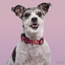 Collier pour chien Pink Think