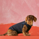 Body pour chien Josef