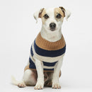 Petit chien blanc portant un pull à rayures bleues et blanches de face