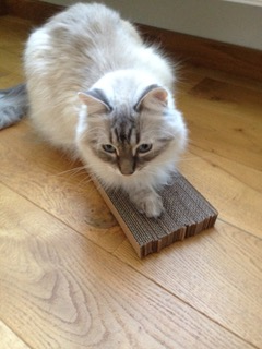 Tipi pour chat design en carton recyclé (3 couleurs)