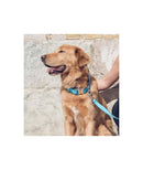 Laisse pour chien Solid Turquoise
