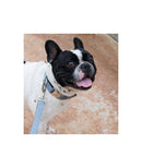 Laisse pour chien uni gris solid Grey