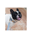 Ensemble Collier + laisse Solid grey - Hariet et Rosie