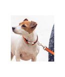 Ensemble Collier + laisse Solid Orange - Hariet et Rosie