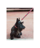 Collier pour chien écossais Tremp