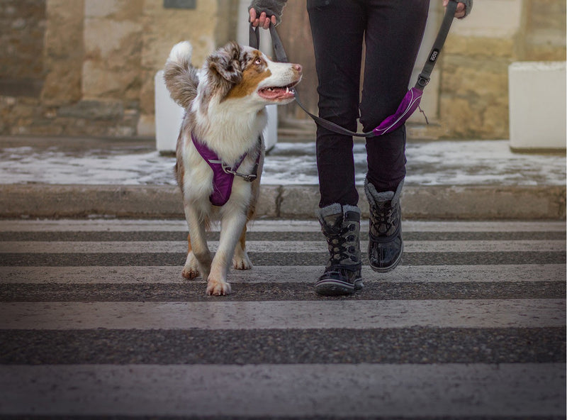Harnais pour chien Dog Copenhagen Comfort Walk Pro - Hariet & Rosie